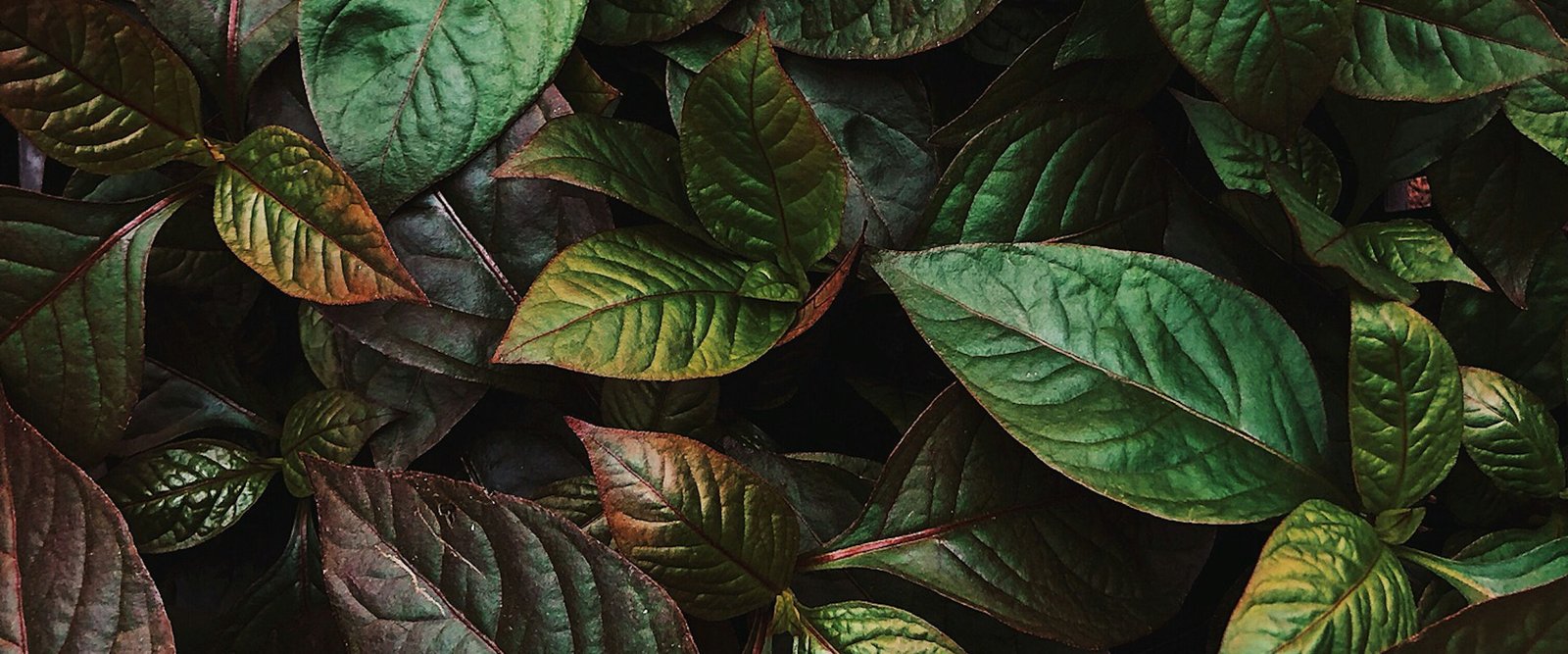 Feuillage dense de plantes vertes
