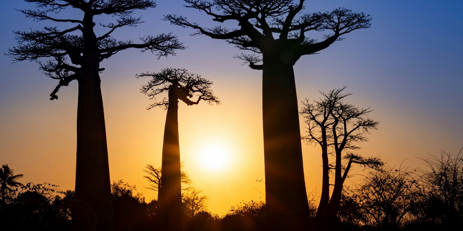 Baobabs en silhouette au coucher du soleil