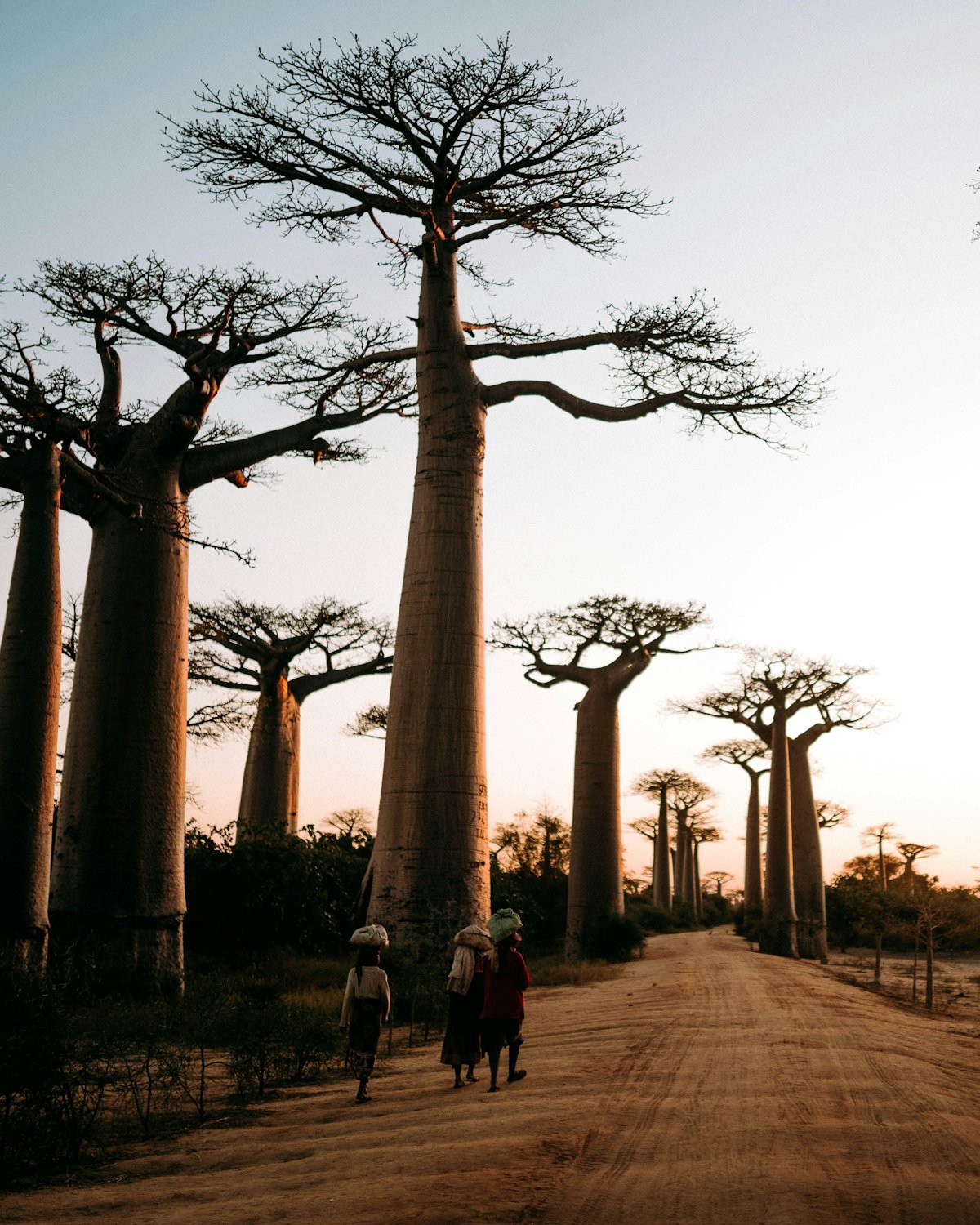 Allée de baobabs au coucher du soleil